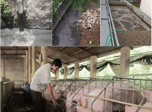 MODEL OF LIVESTOCK WASTEWATER TREATMENT MEETS STANDARDS