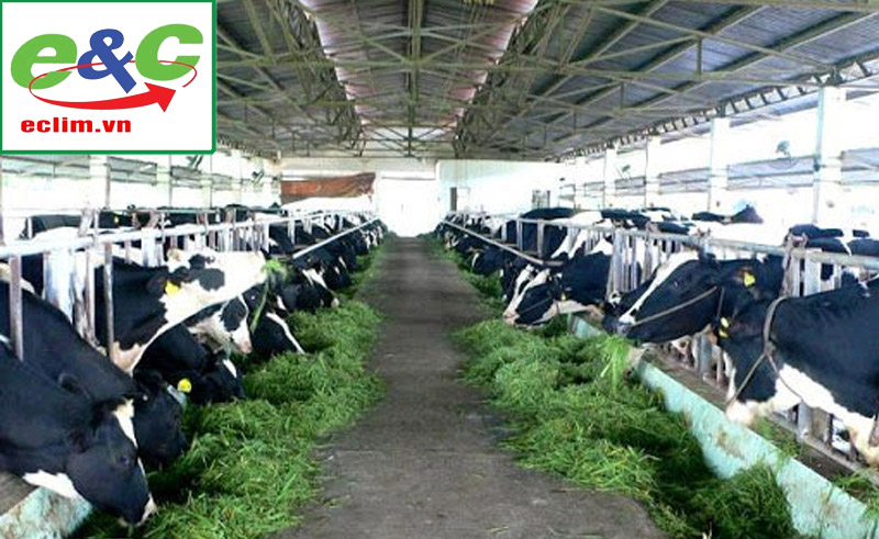 Dairy cattle wastewater treatment system - Standard process and technology