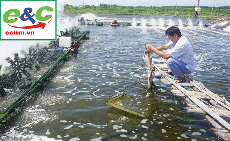 Wastewater treatment technology for shrimp, fish and aquaculture ponds