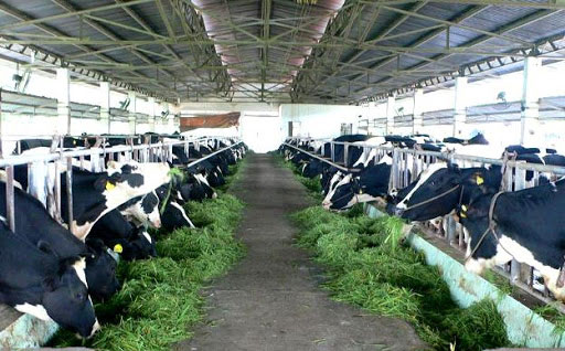 Hệ thống xử lý nước thải chăn nuôi Bò sữa - Quy trình và công nghệ chuẩn